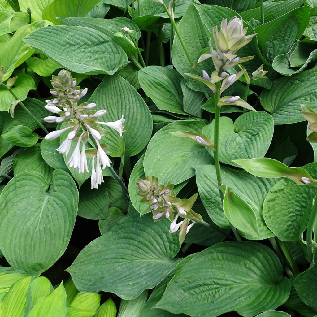 Hosta Jurassic Park