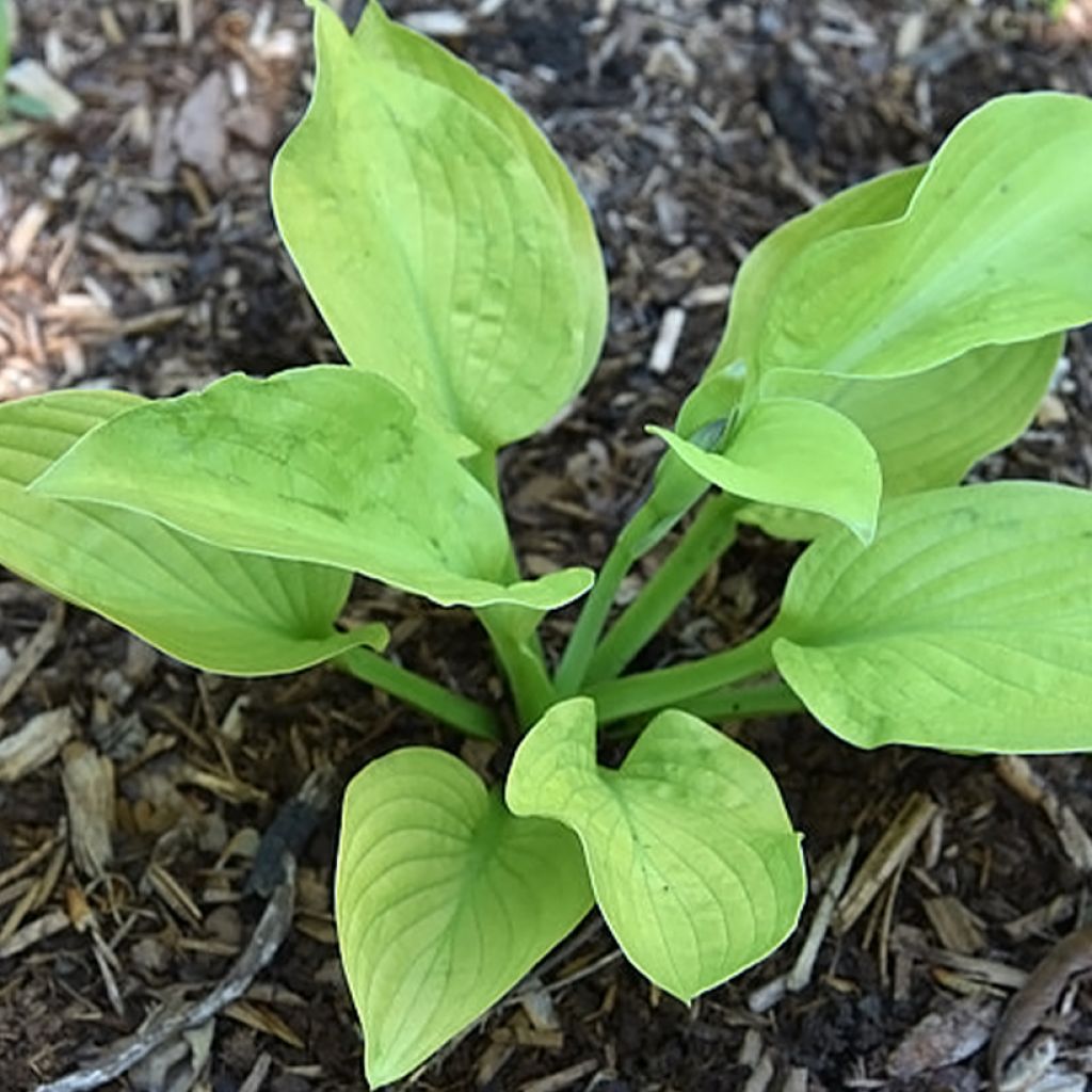 Hosta Ki Ren Jyaku