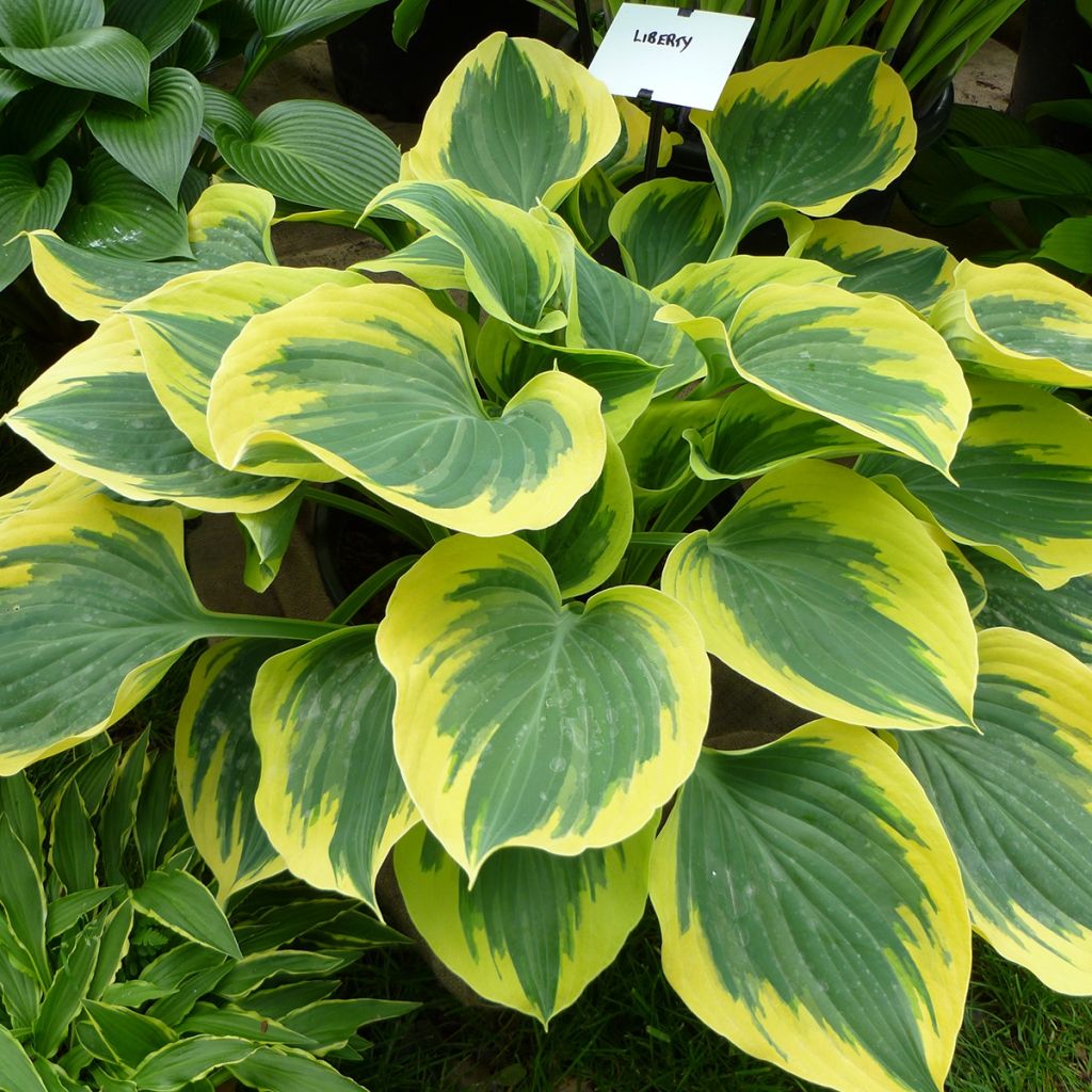 Hosta Liberty