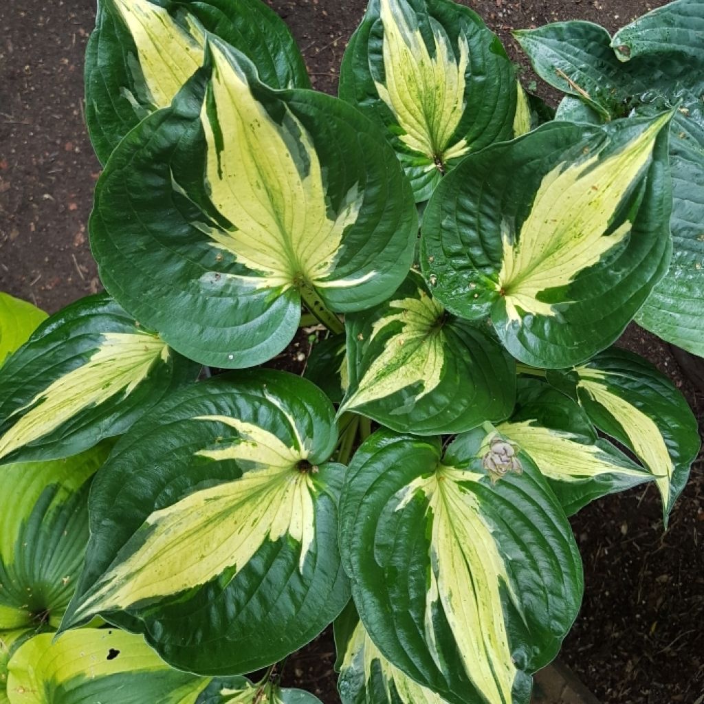 Hosta Midnight at the Oasis