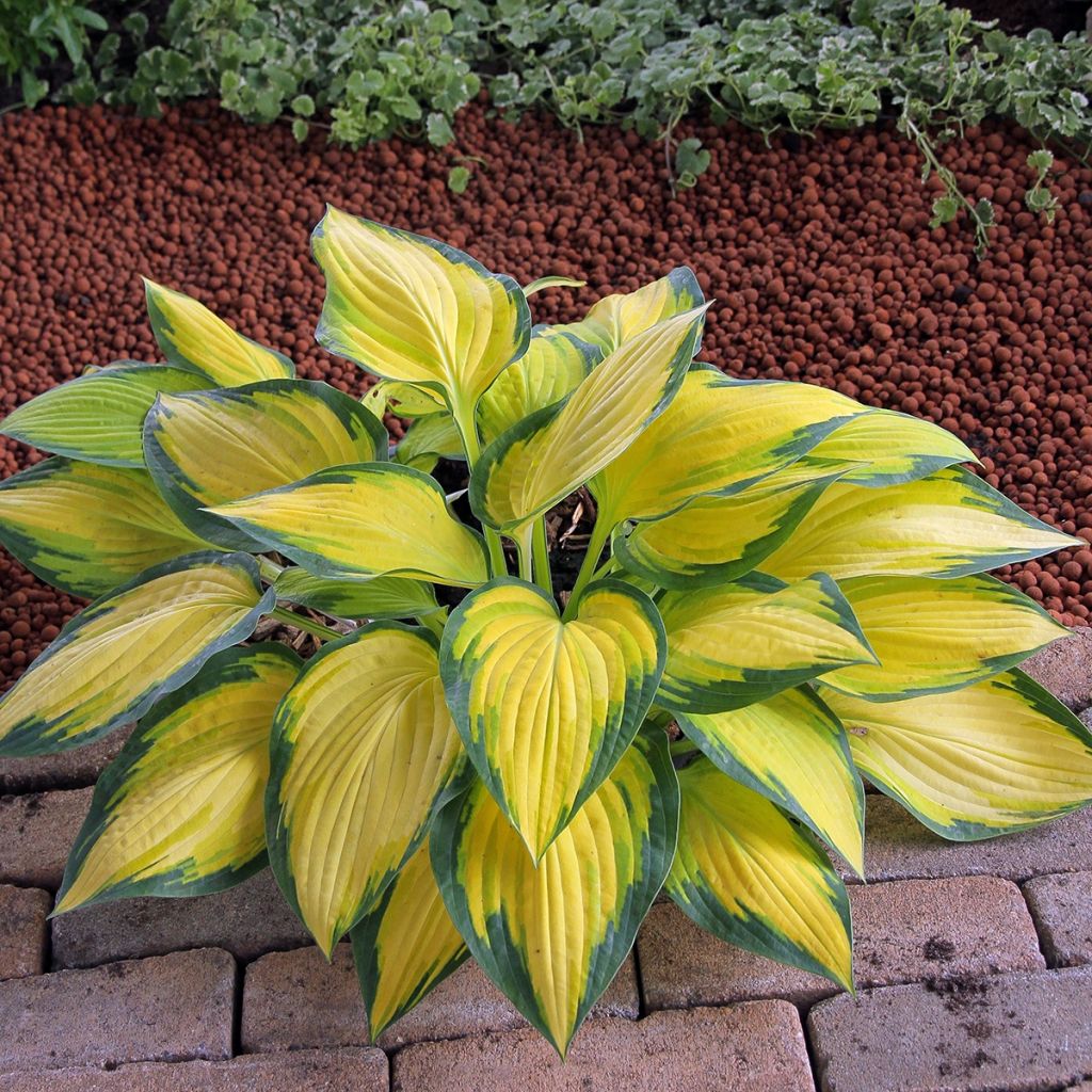 Hosta Orange Marmelade