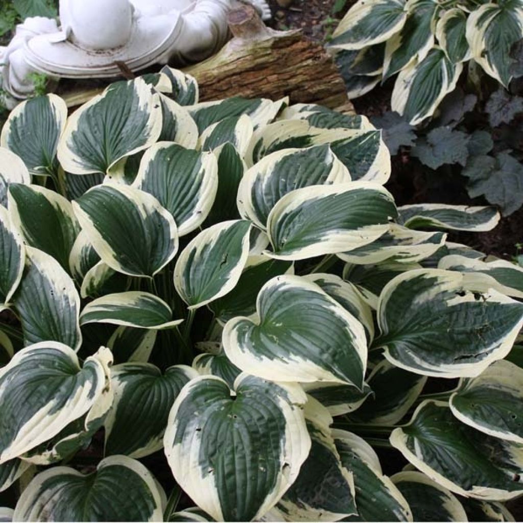 Hosta fortunei Patriot