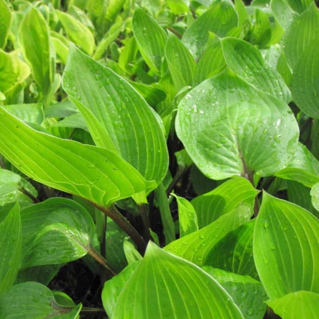 Hosta Purple Heart