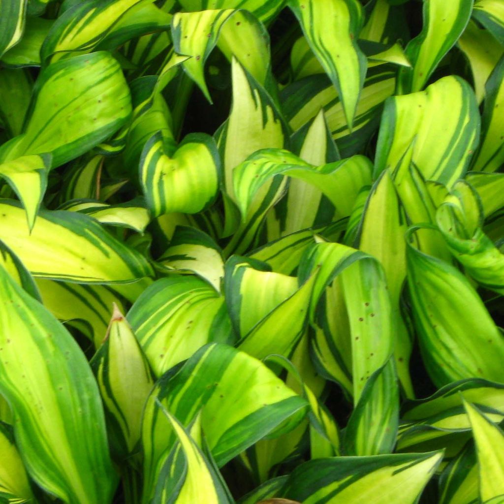 Hosta Rainbows End - Hosta panaché