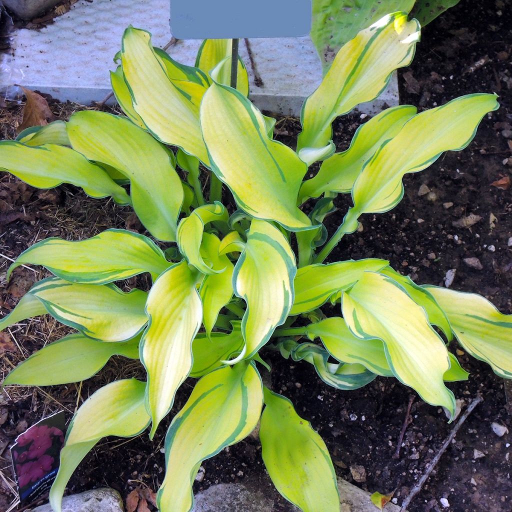 Hosta Ripple Effect