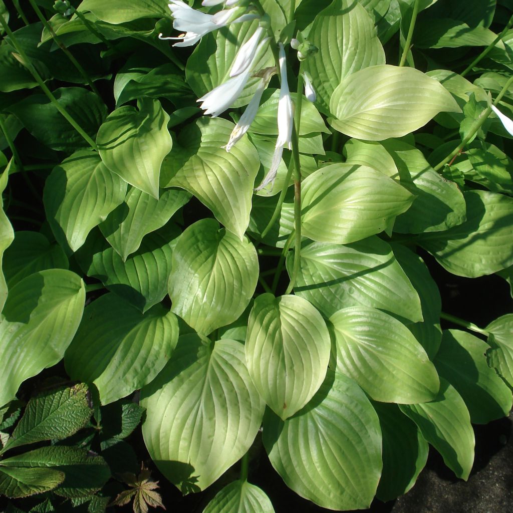 Hosta Royal Standard