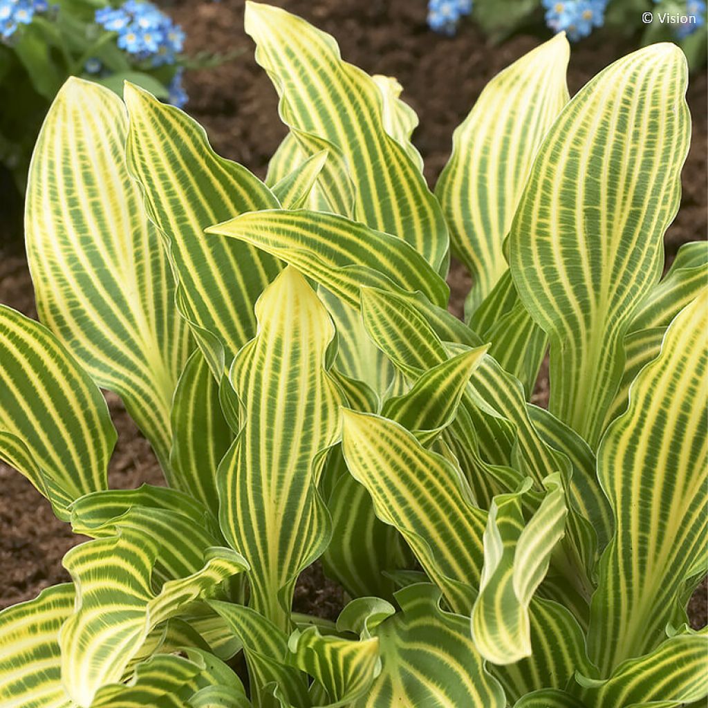 Hosta Siberian Tiger