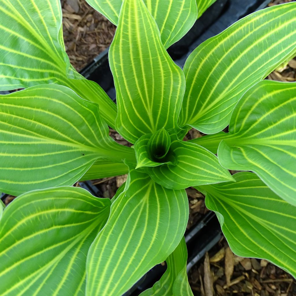 Hosta Siberian Tiger