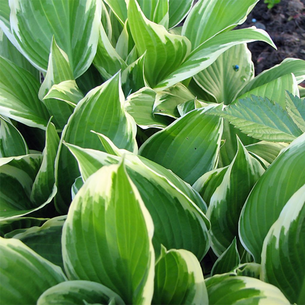 Hosta Silver Crown