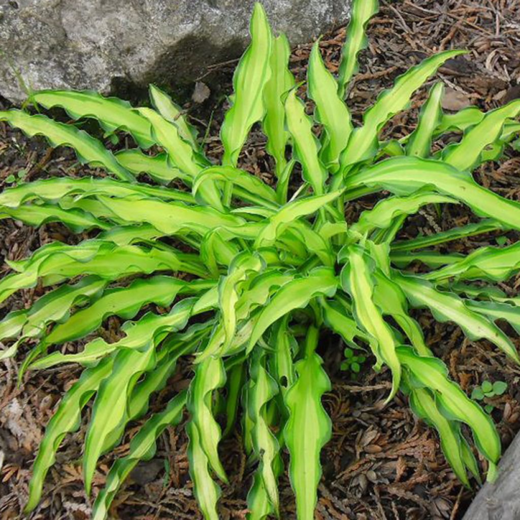 Hosta Sizzle