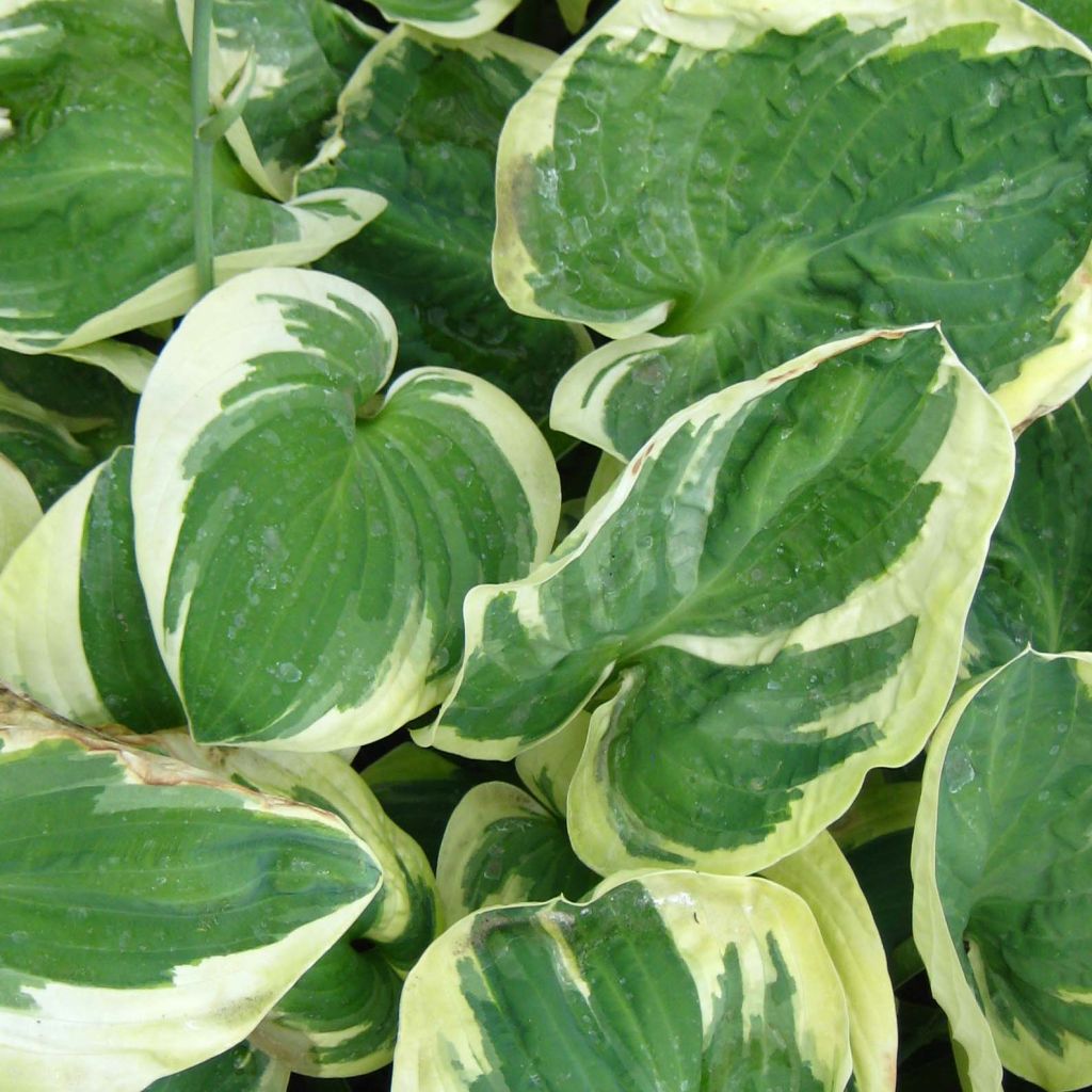 Hosta Snow Cap - Hosta panaché