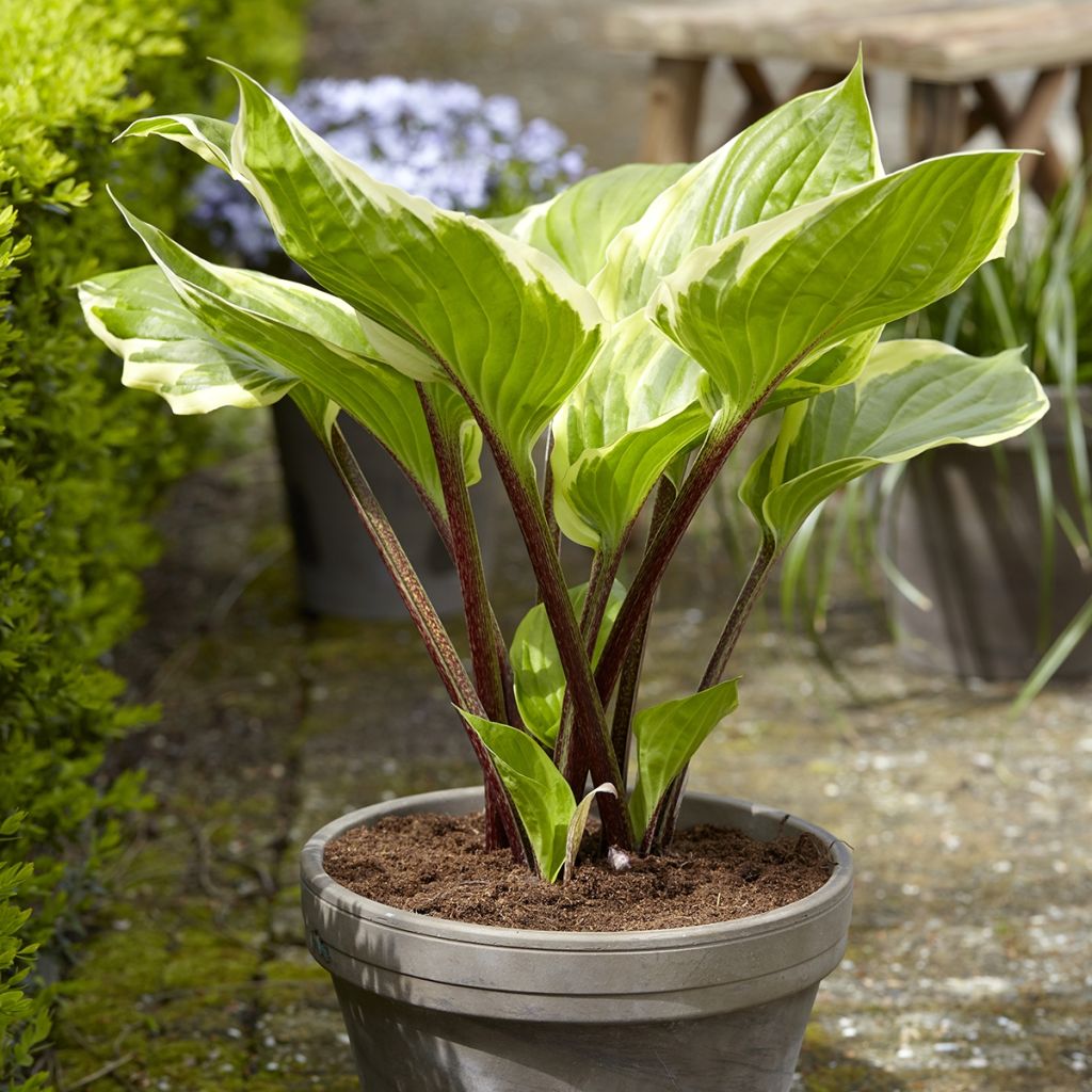 Hosta Sorbet