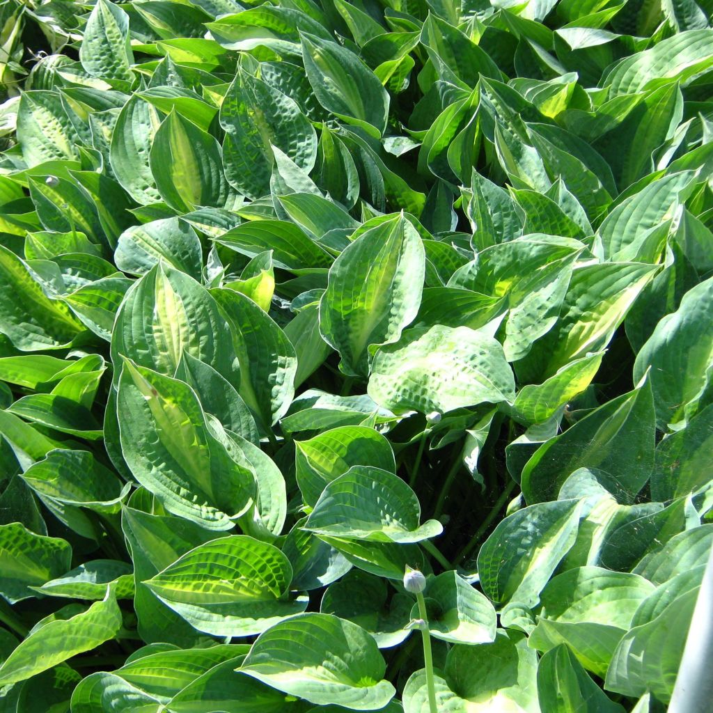 Hosta Striptease