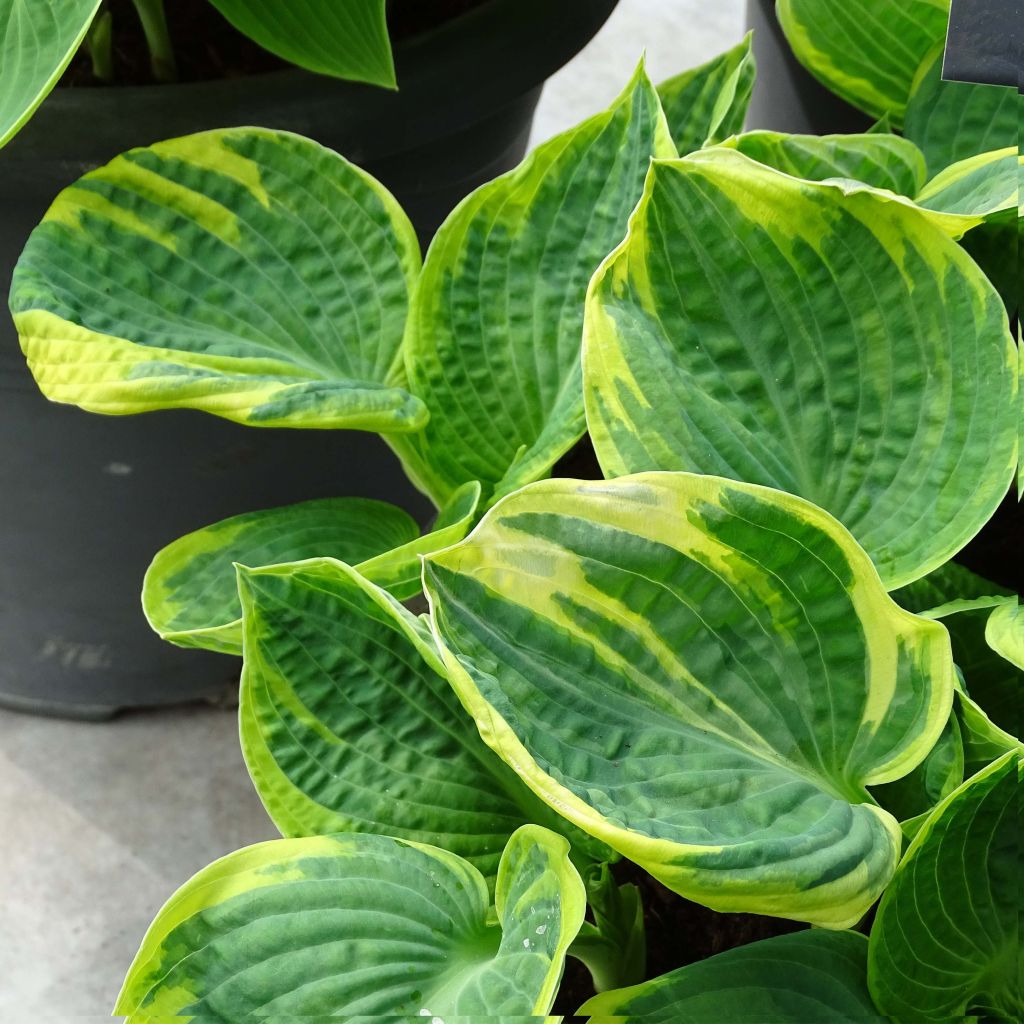 Hosta Sugar Daddy