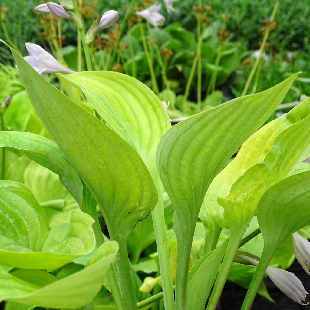 Hosta Sum and Substance