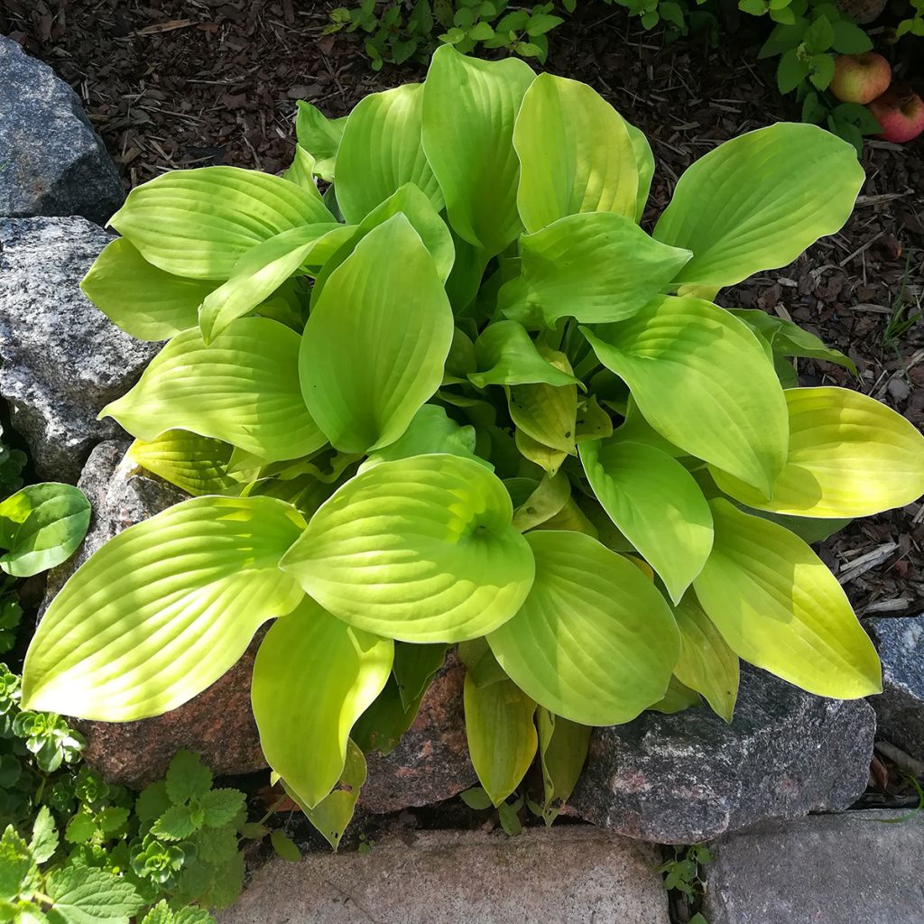 Hosta Sun Mouse