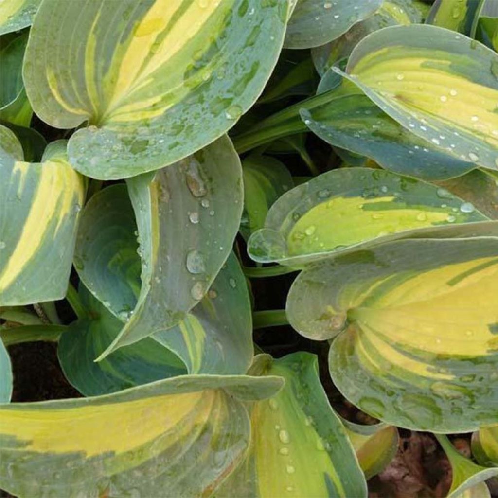 Hosta Touch Of Class