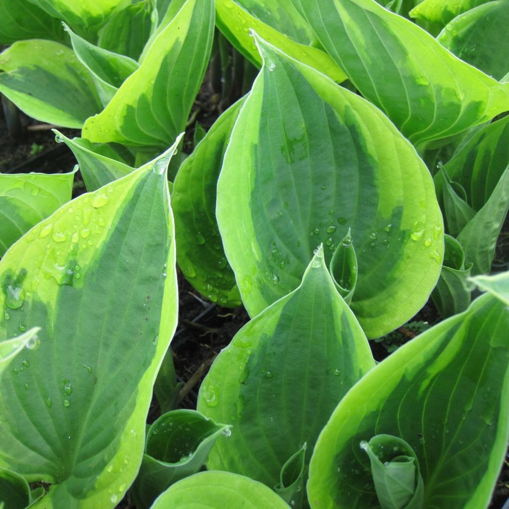 Hosta fortunei Twilight