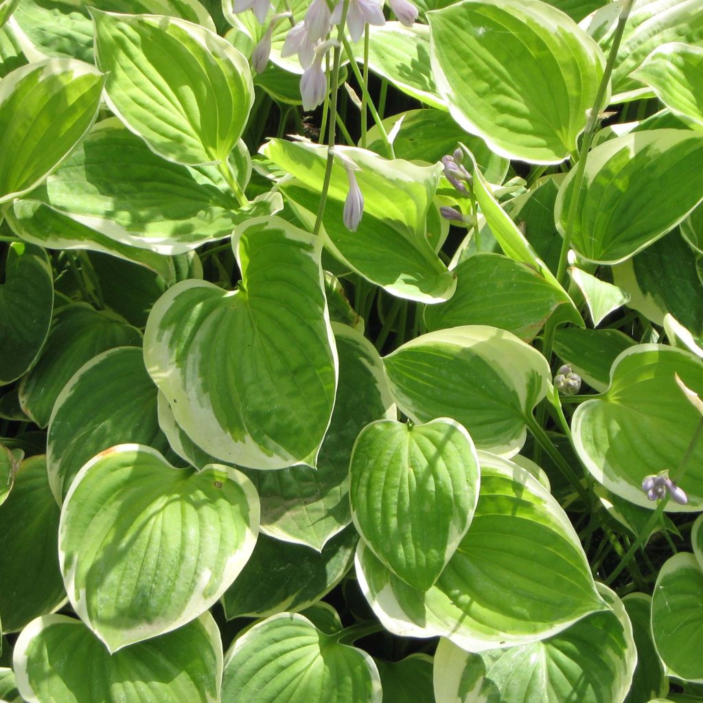 Hosta Warwick Edge