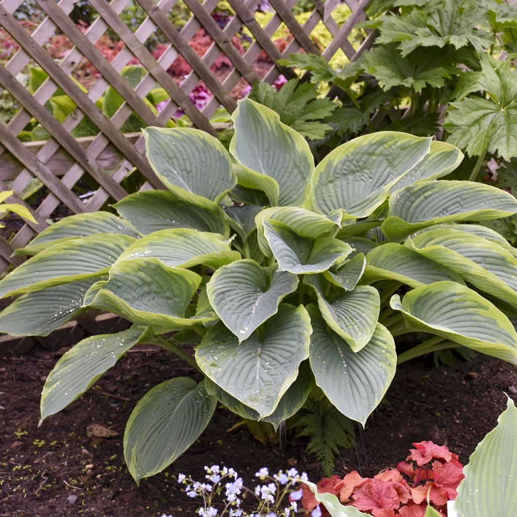 Hosta Wu-La-La