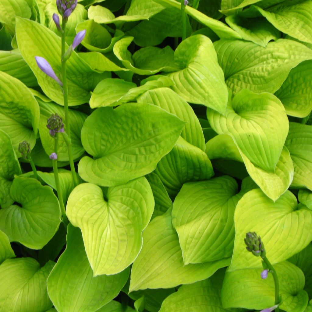 Hosta Zodiac