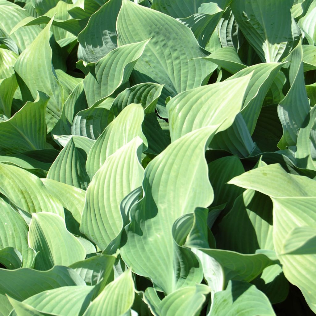 Hosta fortunei var hyacinthina