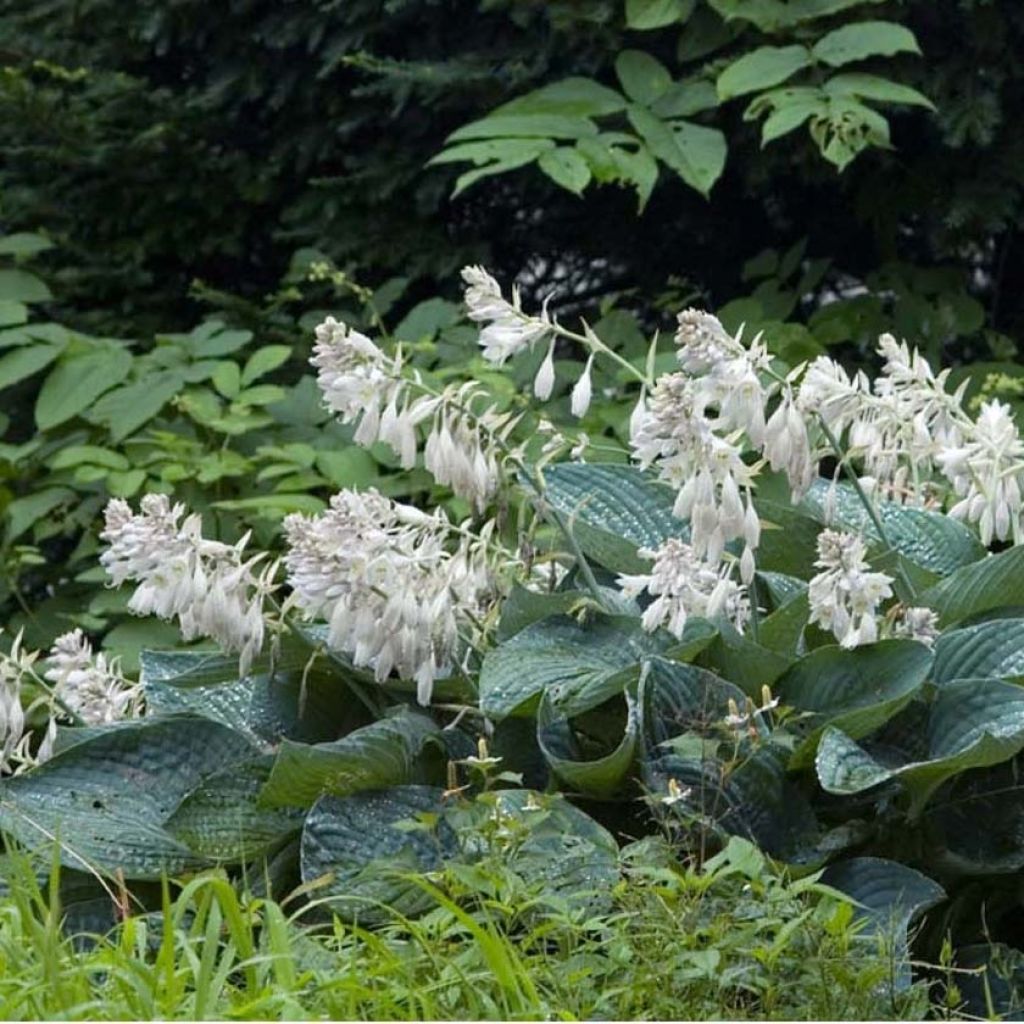 Hosta sieboldiana - Hosta de Siebold