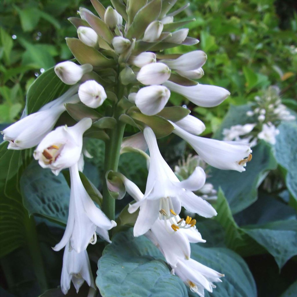 Hosta sieboldiana - Hosta de Siebold