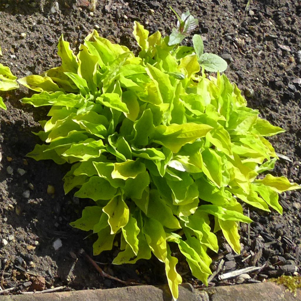 Hosta sieboldii Wogon