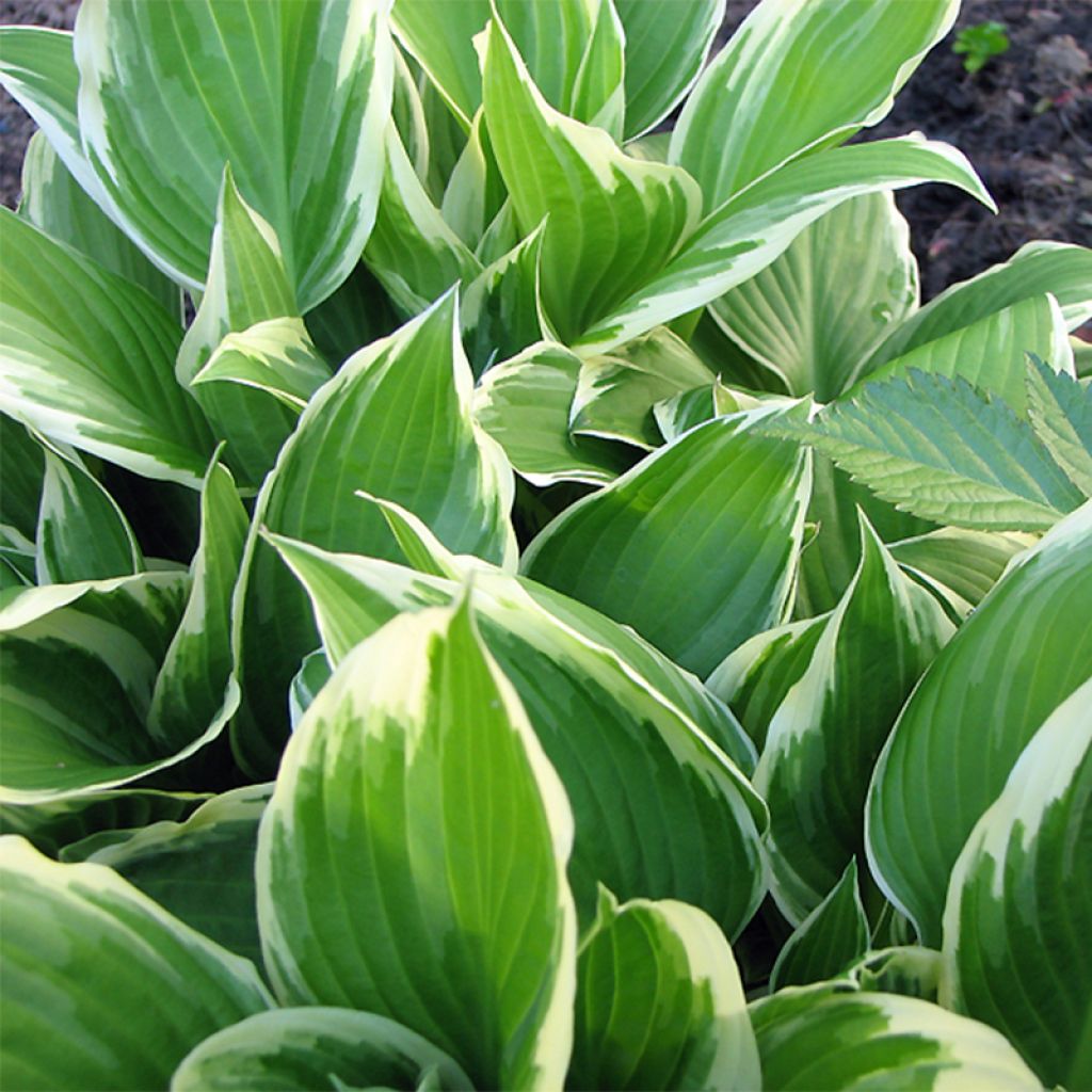 Hosta summer fragance