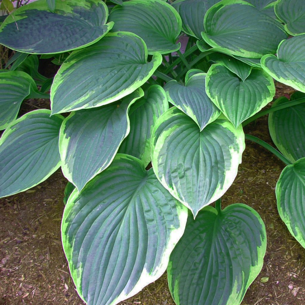 Hosta tardiana El Niño