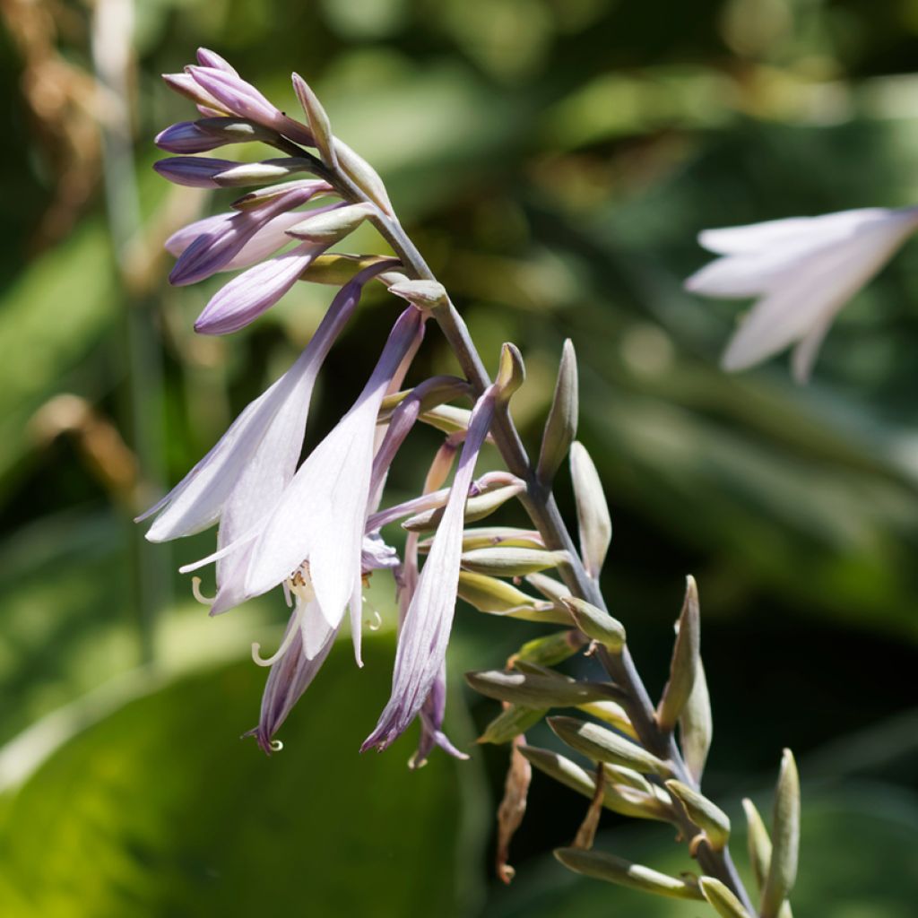 Hosta undulata albomarginata