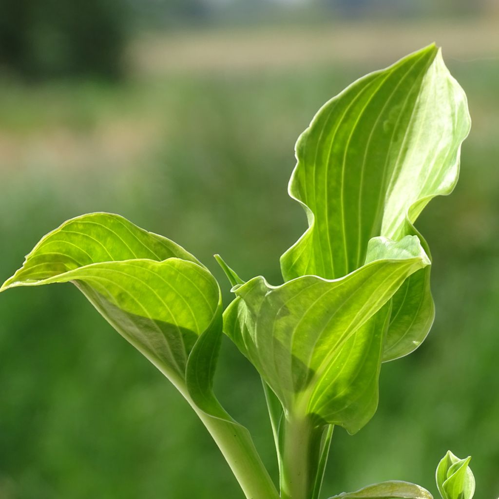 Hosta undulata Erromena