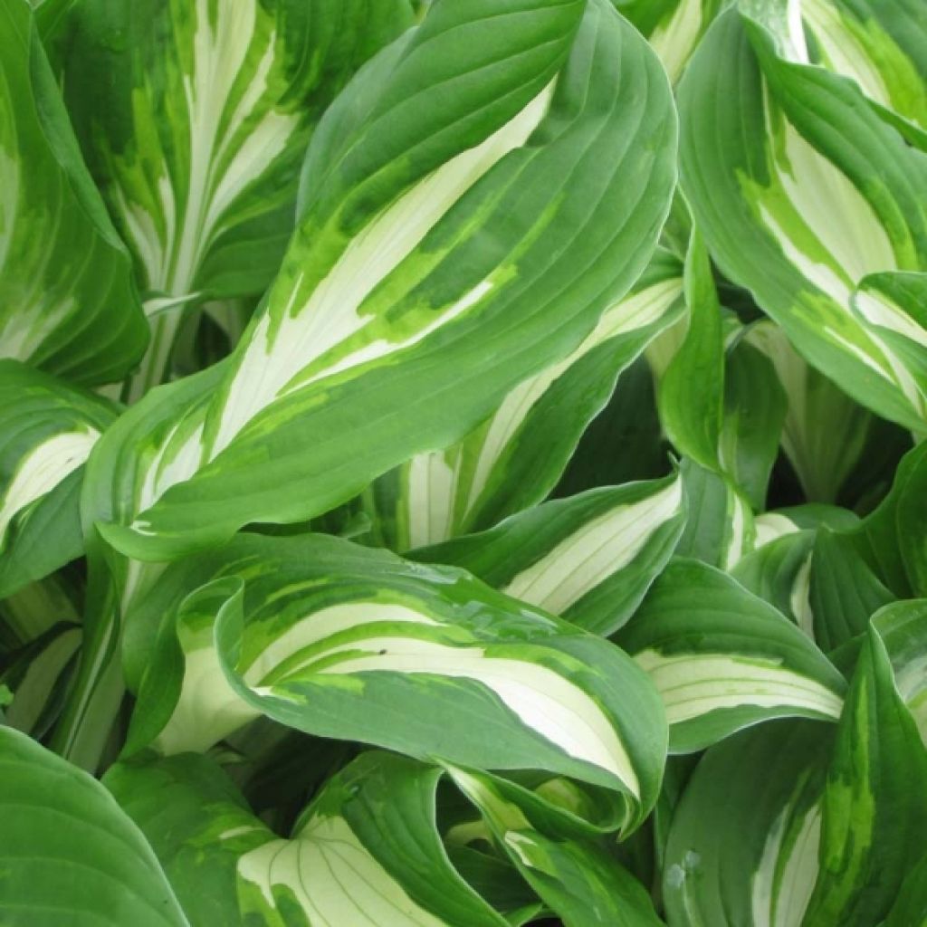 Hosta undulata Mediovariegata