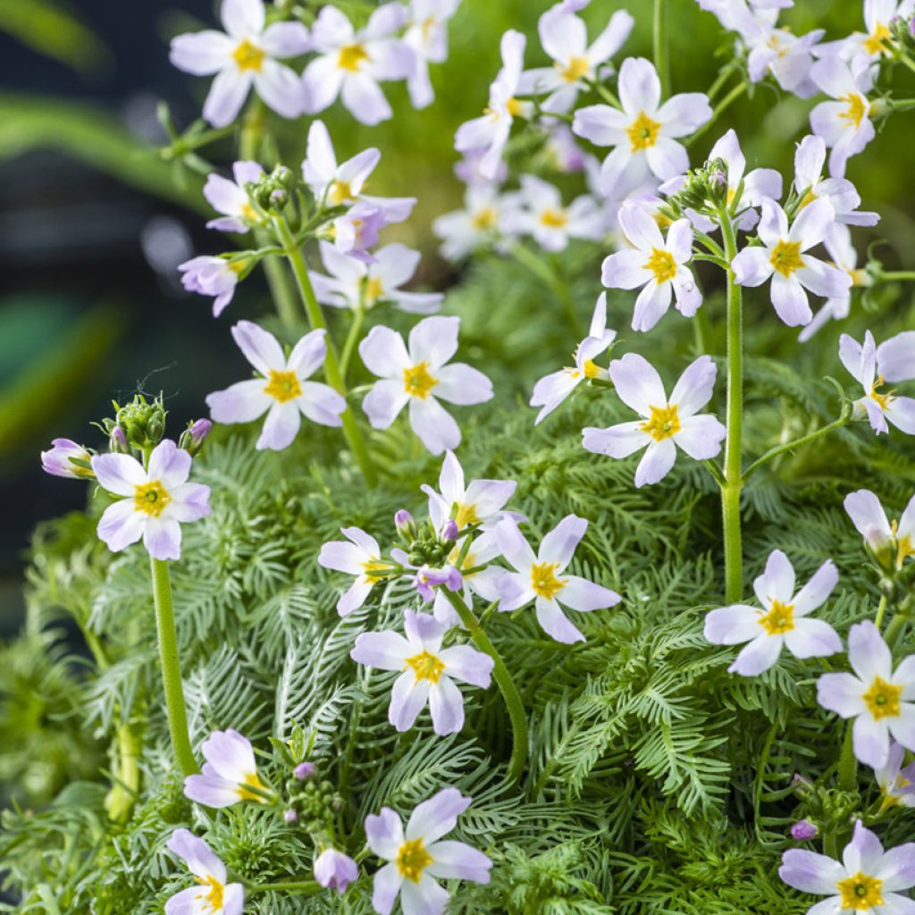 Hottonia palustris