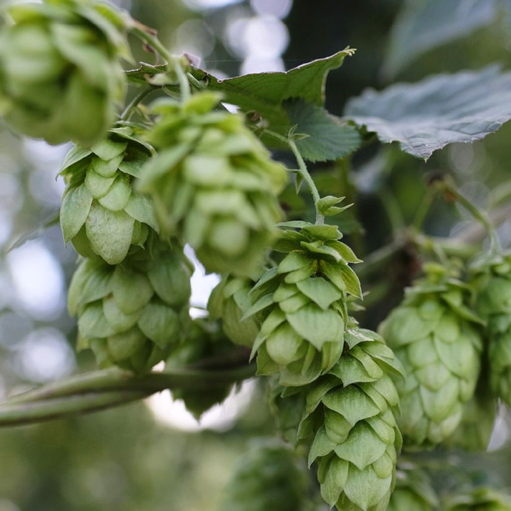 Lúpulo Hallertauer Tradition - Humulus lupulus