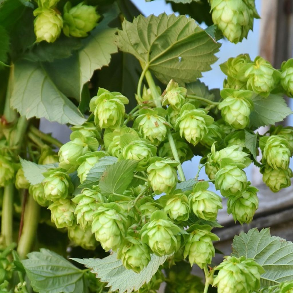 Lúpulo Hallertauer Tradition - Humulus lupulus