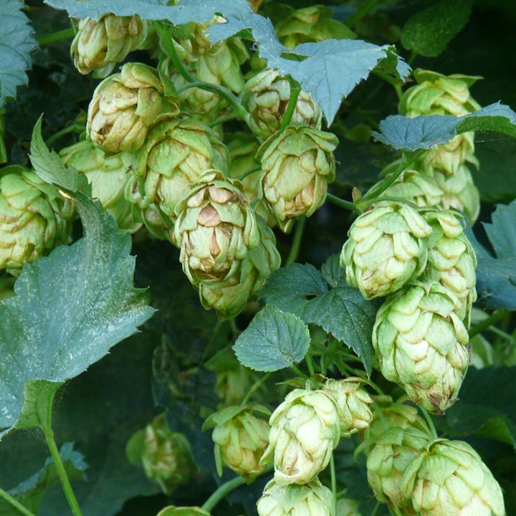 Lúpulo Hallertauer Tradition - Humulus lupulus