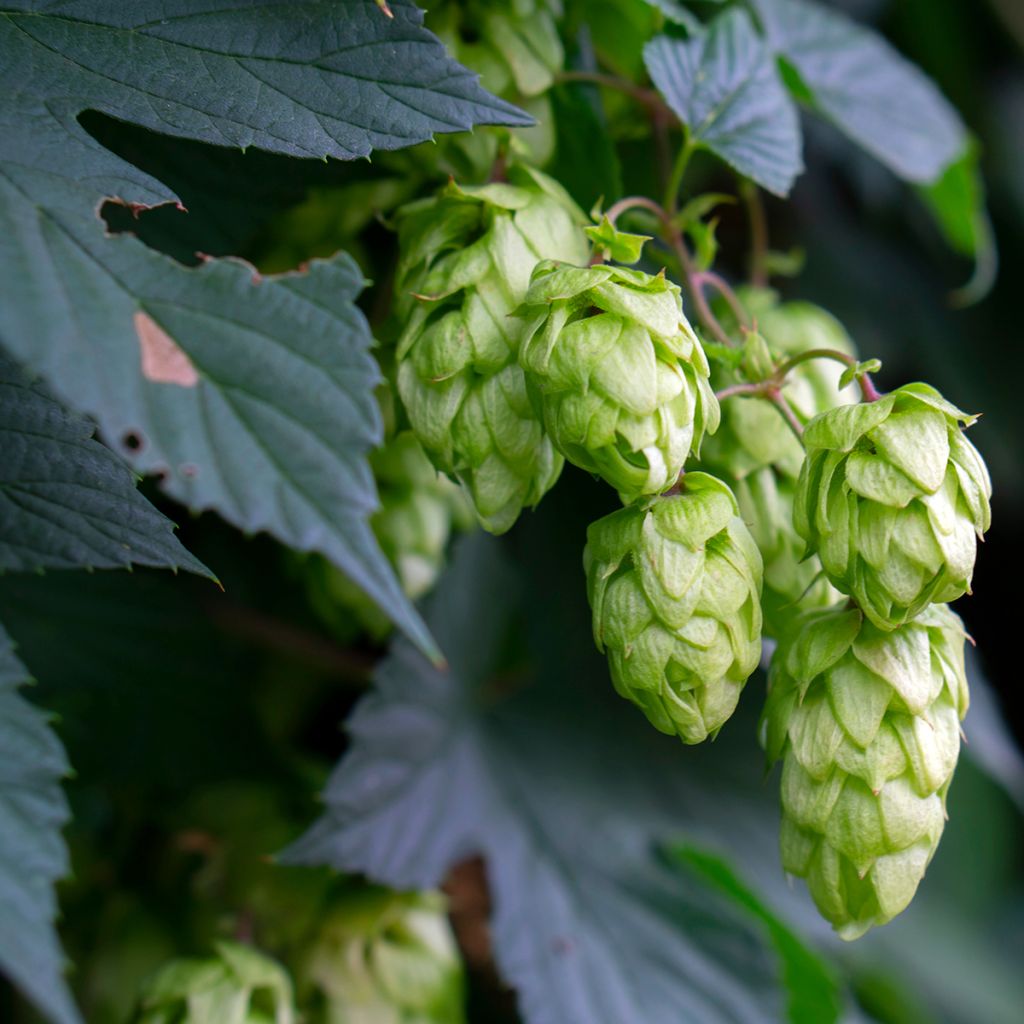 Lúpulo Hersbrucker - Humulus lupulus