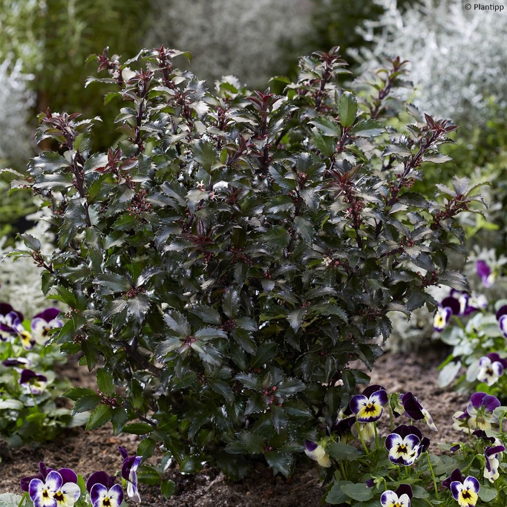 Houx - Ilex meserveae Gentle ('Annys Dwarf')