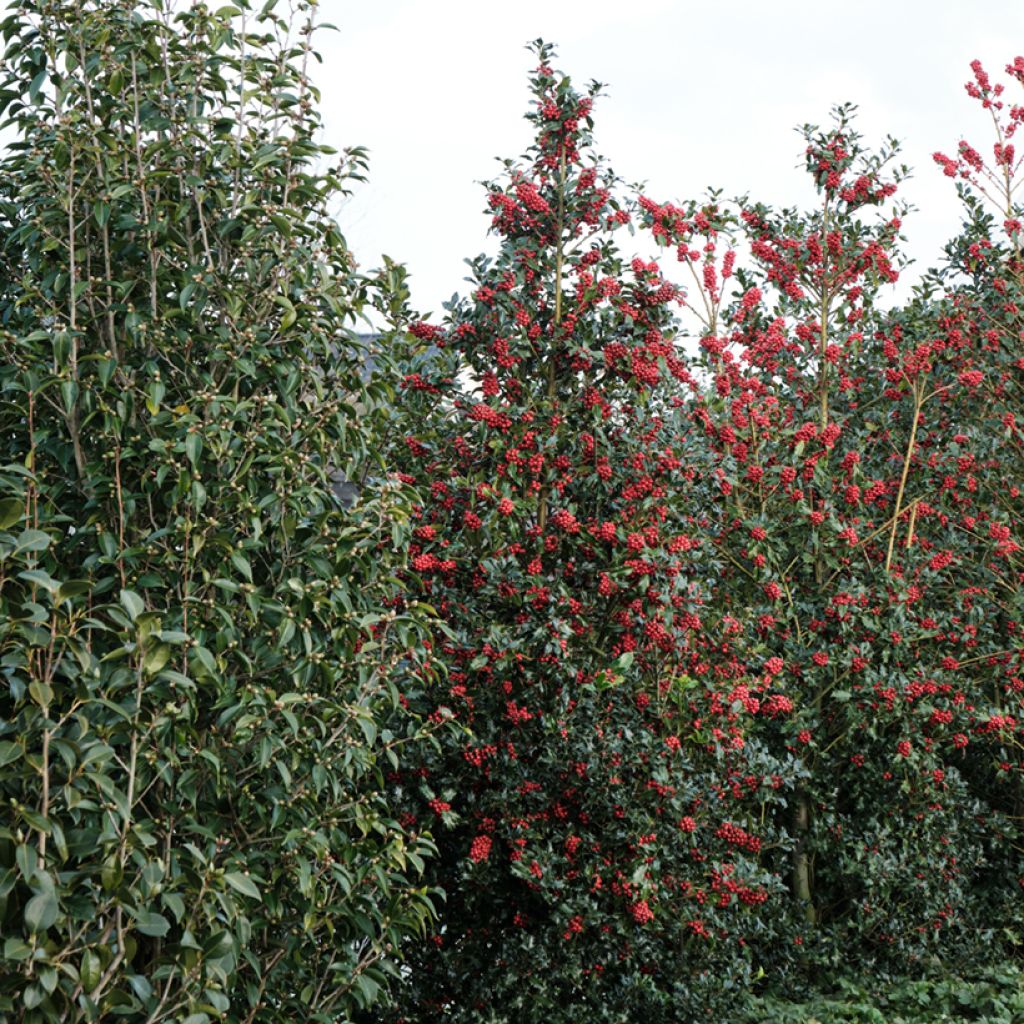 Ilex meserveae Magical Amoro Rosso - Acebo azul