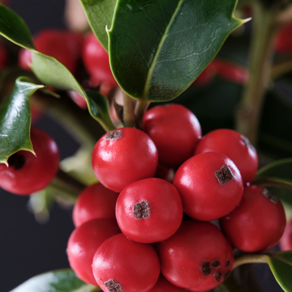 Ilex meserveae Magical Amoro Rosso - Acebo azul