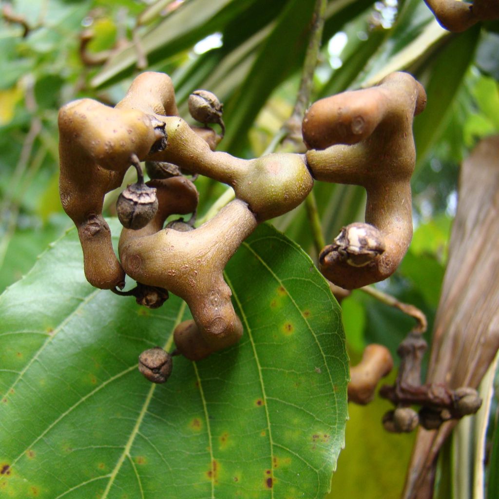 Palito dulce - Hovenia dulcis