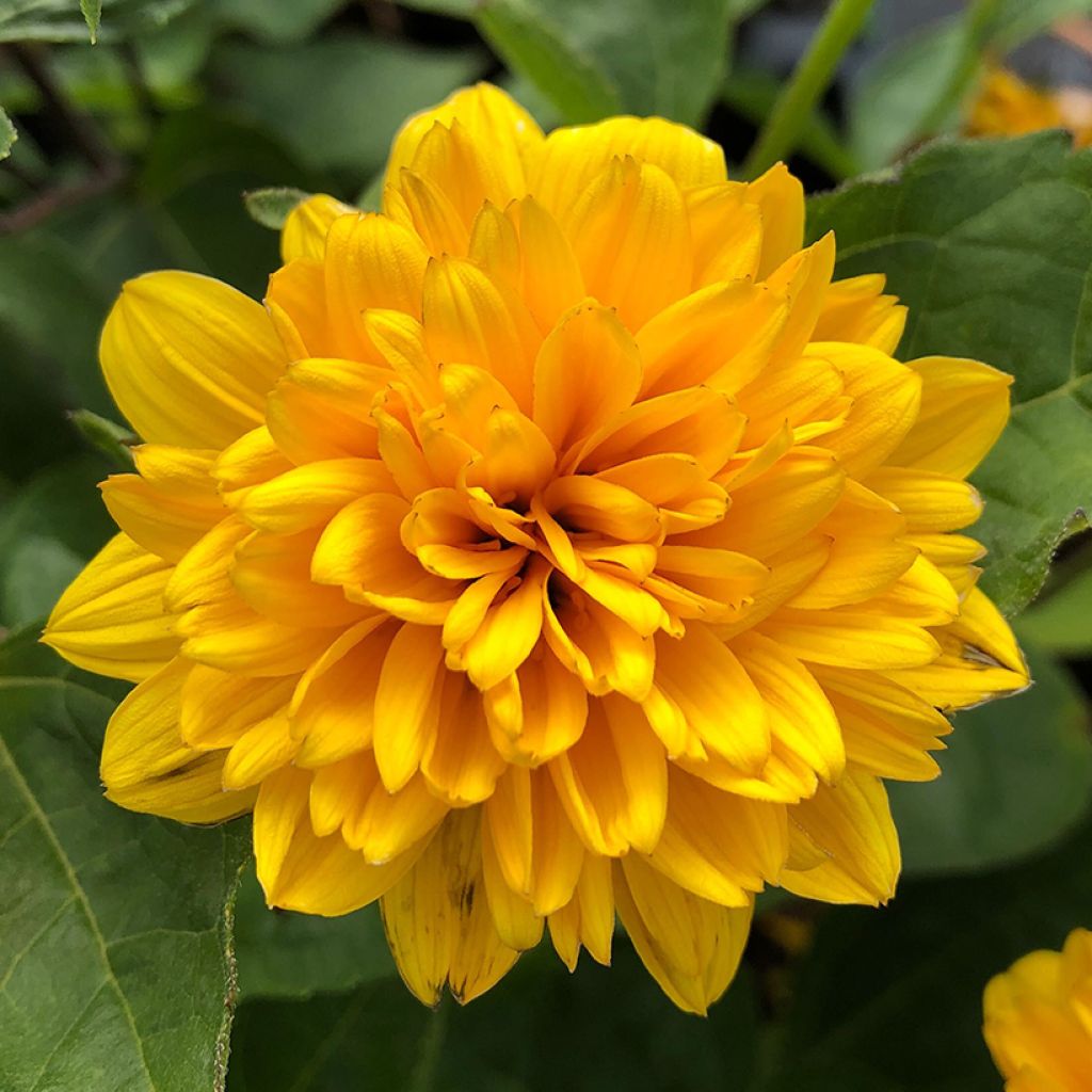 Helianthus decapetalus Soleil d'Or - Soleil vivace