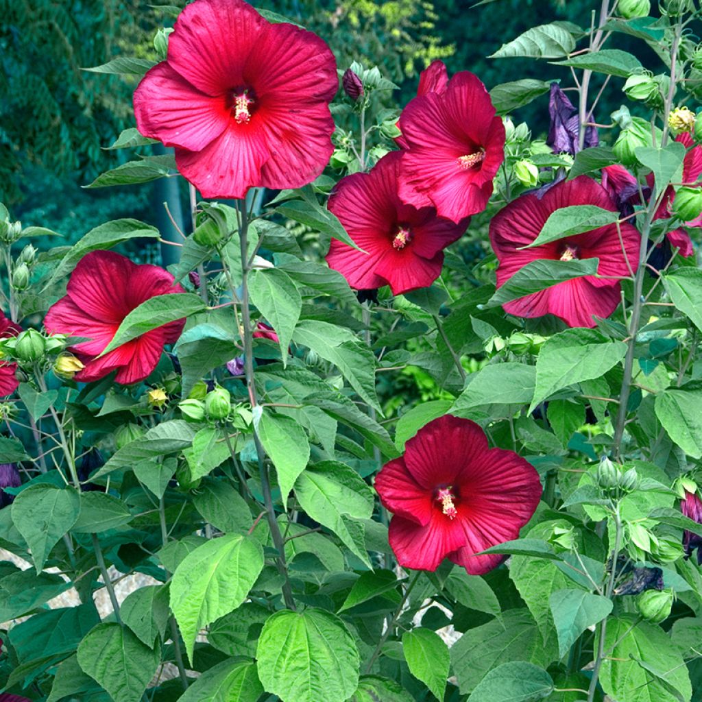 Hibiscus moscheutos Rouge