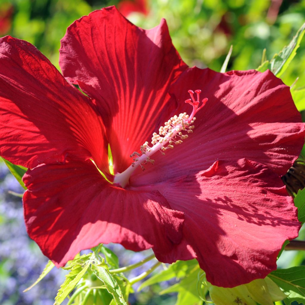 Hibiscus moscheutos Rouge