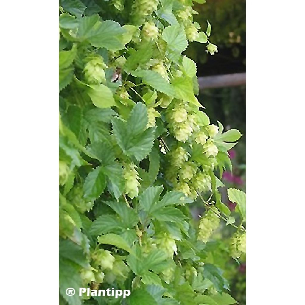 Houblon - Humulus lupulus Prima Donna