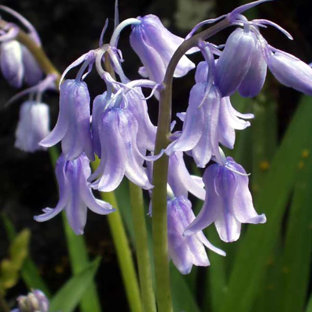 Jacinthes d'Espagne en mélange - Hyacinthoides hispanica 