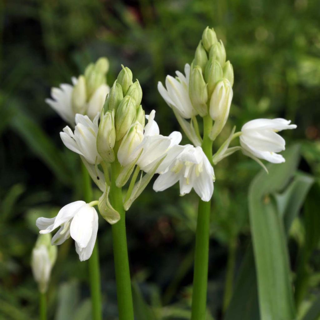 Hyacinthoides non scripta Alba - Scille nutans Blanche