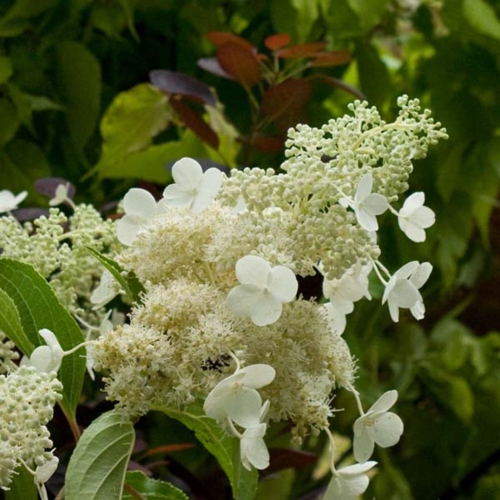 Hortensia - Hydrangea paniculata Kyushu en pot de 10 L